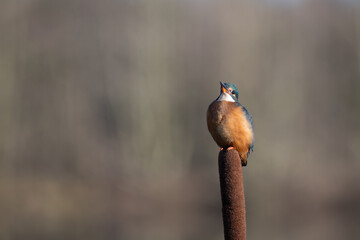 Female Kingfisher, Alcedo athis, perched on a branch