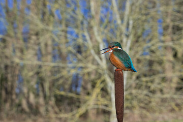 Female Kingfisher, Alcedo athis, perched on a branch