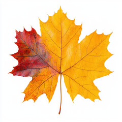 Fototapeta premium Vibrant autumn maple leaf with rich colors capturing the essence of fall season and nature's beauty showcasing the unique shape and texture of foliage in a natural environment