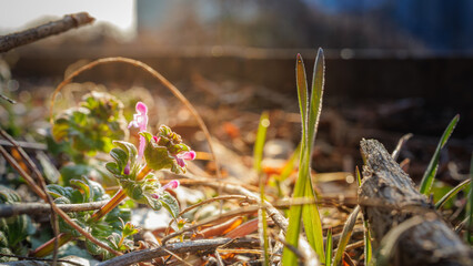 When winter passes and spring comes, tiny sprouts begin to grow from the dry ground. (Lamium amplexicaule)