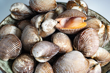 Scapharca subcrenata refers to the same ark clam as Anadara kagoshimensis. It can be found in shallow water in temperate parts of the west Pacific Ocean and is cultivated in China, Japan, and Korea 