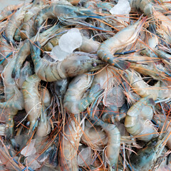Shrimp. Fresh raw shrimps at the market for sell. Heap of prawns with top view. Shrimp pattern, prawn texture.
