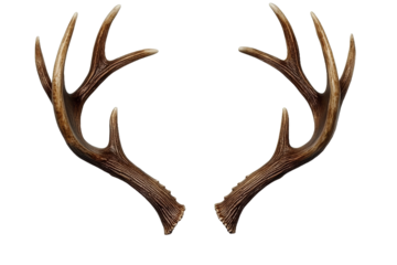 [Transparent Background PNG]Pair of Deer Antlers, Decorative, Elegant, Rustic