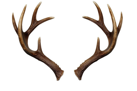 [Transparent Background PNG]Pair of Deer Antlers, Decorative, Elegant, Rustic