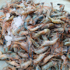 Shrimp. Fresh raw shrimps at the market for sell. Heap of prawns with top view. Shrimp pattern, prawn texture.