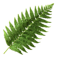 [Transparent Background PNG]Closeup of a Vibrant Fern Leaf