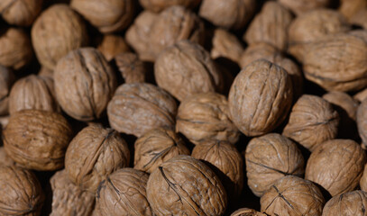 Nuts gathered for harvest in a rustic setting during the golden hour