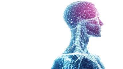 a digital human figure displayed isolated on white background