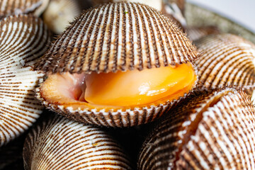 Scapharca subcrenata refers to the same ark clam as Anadara kagoshimensis. It can be found in shallow water in temperate parts of the west Pacific Ocean and is cultivated in China, Japan, and Korea 