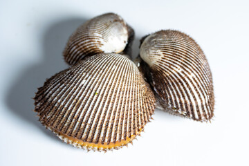 Scapharca subcrenata refers to the same ark clam as Anadara kagoshimensis. It can be found in shallow water in temperate parts of the west Pacific Ocean and is cultivated in China, Japan, and Korea 