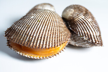 Scapharca subcrenata refers to the same ark clam as Anadara kagoshimensis. It can be found in shallow water in temperate parts of the west Pacific Ocean and is cultivated in China, Japan, and Korea 