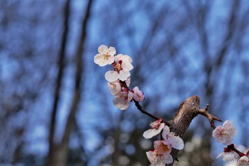 ピンクの梅の花