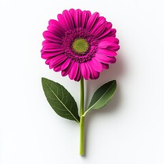 Pink Gerbera Flower Isolated on White background. Single Pink Gerbera Blossom on White. Soft Pink Flower on Clean Background