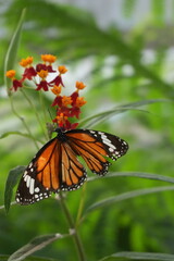 a butterfly sitting on a flower
