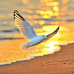 White Seagull Soaring Over Golden Sunset Beach