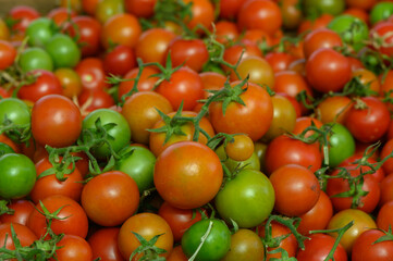 Vibrant display of fresh tomatoes ready for harvest during a sunny afternoon at a local farm