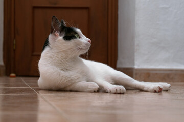 Spectacular silky white cat lying peacefully looking up through the large window of his luxurious...