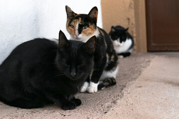 Cats wait in front of a house with the door closed to be fed early in the morning