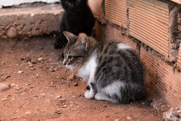 Scared kittens sheltered in a small corner of a building