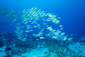 ノコギリダイの群れ　小笠原　東京都
