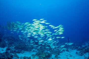 ノコギリダイの群れ　小笠原　東京都