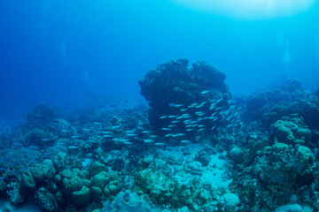 クマササハナムロ　小笠原　東京都