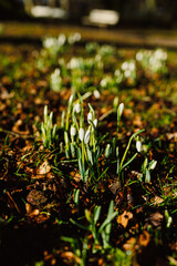 In a beautiful field, snowdrop flowers are emerging from the ground