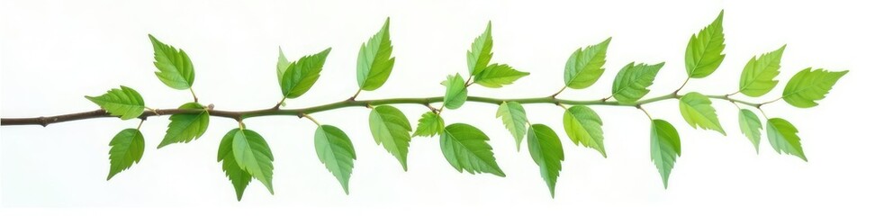 Naklejka premium Delicate branch with leaves isolated on white background, plant life, branches, green