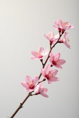 Fototapeta premium Delicate branch with soft pink hue against white background, minimalist, flowers,