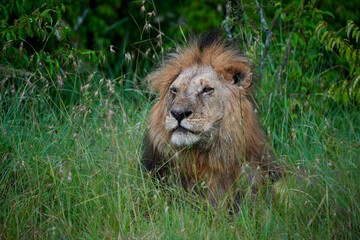 A majestic male lion (Panthera leo) resting in the tall grass of Masai Mara National Reserve, Kenya. Captured in natural daylight, showcasing its thick mane, powerful expression, and rugged features.
