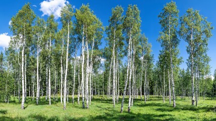 Obraz premium Aspen Grove on a Sunny Summer Day