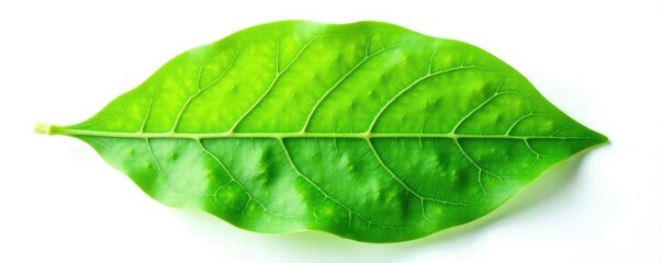 Obraz premium Green leaf with intricate veins on white background, botanical, botany