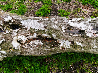 Tree stump on Midsummer Common in Cambridge, United Kingdom
