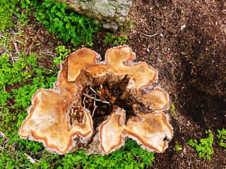 Tree stump on Midsummer Common in Cambridge, United Kingdom