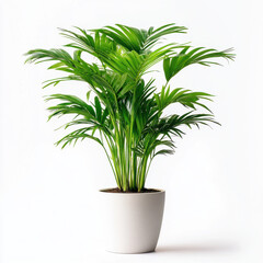 Lush green palm plant in modern white pot, adding fresh touch to any space. Perfect for home decor or office environments, enhancing atmosphere with nature