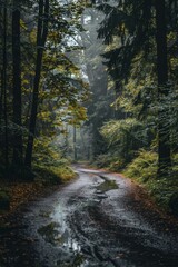 Fototapeta premium Wet Forest Path After Rain With Reflections of Trees and Sky on the Muddy Water Surface