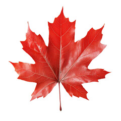 Fototapeta premium [Transparent Background PNG]Vibrant Red Maple Leaf Closeup
