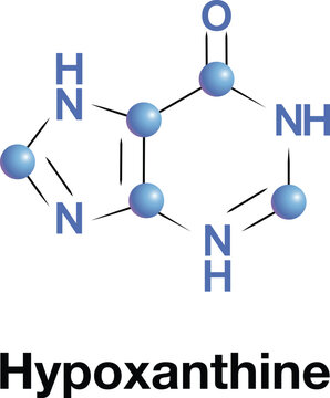 Hypoxanthine is a naturally occurring purine derivative. It is occasionally found as a constituent of nucleic acids