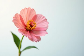 Single flower on white background with soft focus, flower detail, flowers