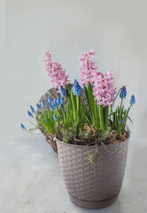 Blooming   Hyacinths and  Muscari in a plastic pot on grey background