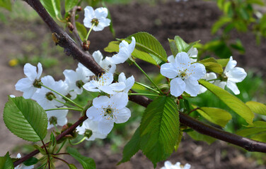Close-up of delicate white cherry blossom flowers blooming in springtime