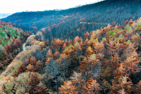 Wildfire devastating forest in legarda, navarre, spain, causing environmental damage