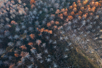 Wildfire devastating forest in legarda, navarre, spain, causing environmental damage