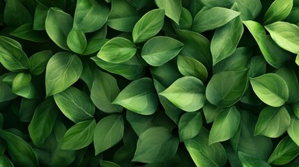 Fototapeta premium Lush Green Leaves Background with Natural Light and Shadow Texture