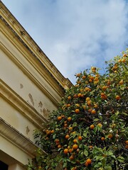 Lush Orange Tree Under a Clear Blue Sky