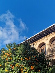 Lush Orange Tree Under a Clear Blue Sky