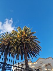  Lush Palm Trees Beneath a Clear Blue Sky