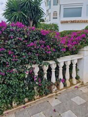  Lush Bougainvillea Overlooking a Classic Balustrade