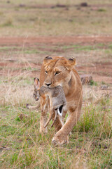 Lion, lionne, lionceaux