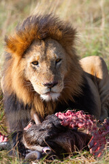 Lion, lionne, lionceaux